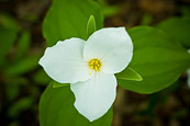 Trillium Grandiflorum